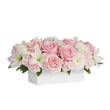 Pastel Pink Roses