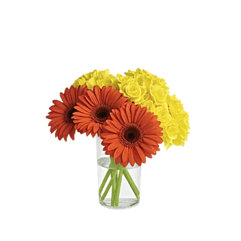 Petal Radiance Bliss