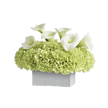 Elegant Calla Lilies