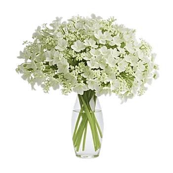 Ivory Blossom Radiance