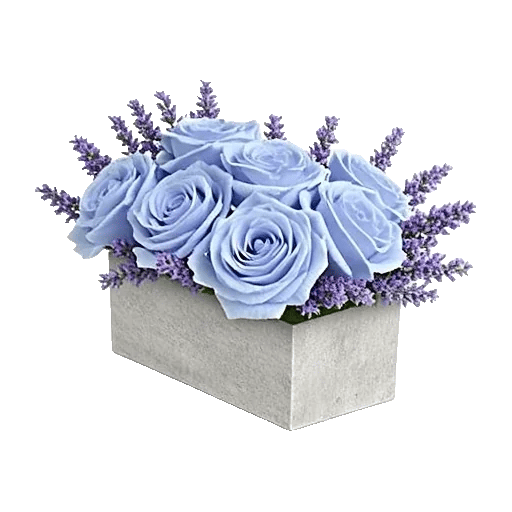 Elegant Blue Roses