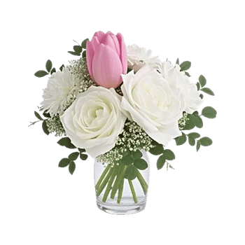 Velvet Tulip Display