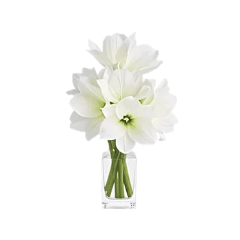 Modern White Orchids