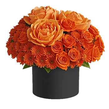 Petal Radiance Bliss