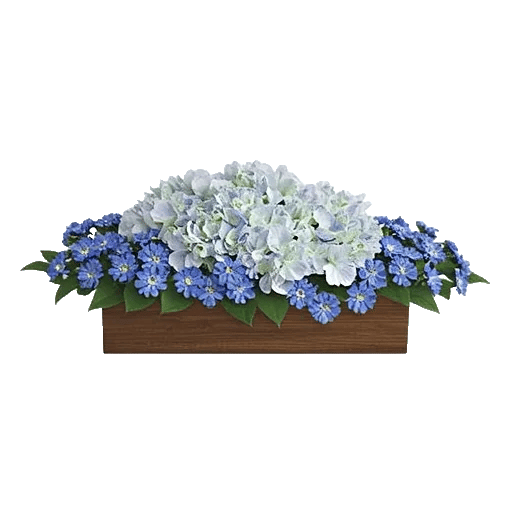 Serene Petal Harmony