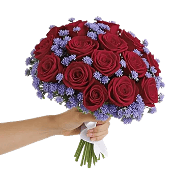 Blushing Rose Symphony