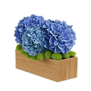 Sapphire Bloom Whisper