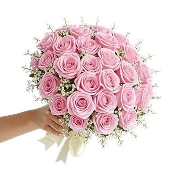 Blushing Rose Symphony