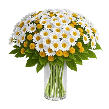 Enchanting Daisy Garden