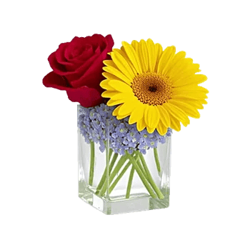 Enchanting Daisy Garden