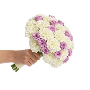 Pastel Pink Roses