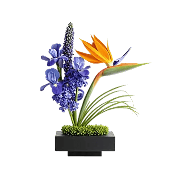 Minimalist White Orchids