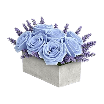Elegant Blue Roses