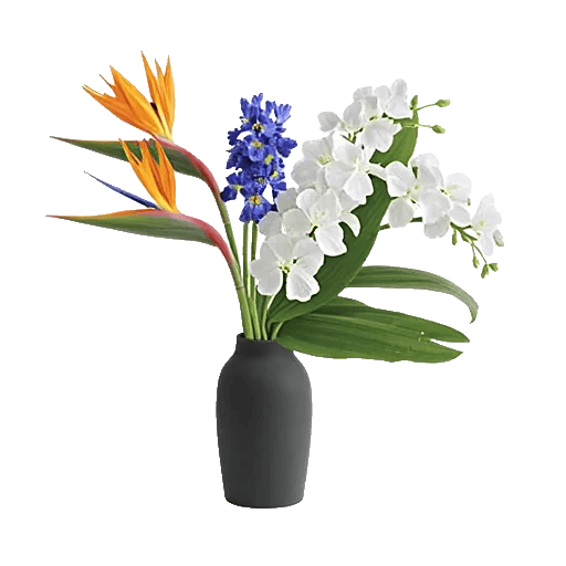 Minimalist White Orchids