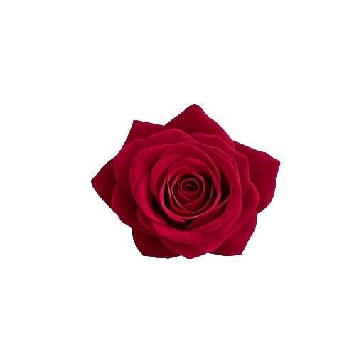 Radiant Rose Symphony