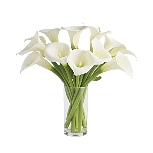 Elegant Calla Lilies