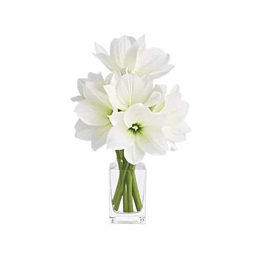 Modern White Orchids