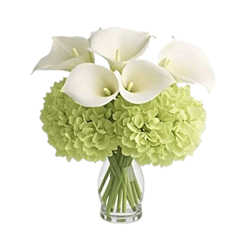 Elegant Calla Lilies
