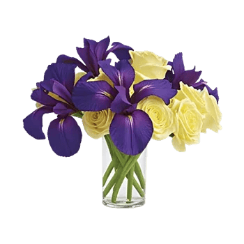 Ivory Blossom Radiance