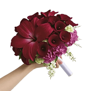 Elegant Calla Lilies