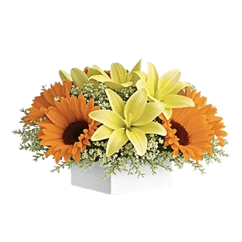 Blossom Harmony Display