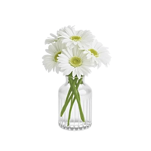 Modern White Orchids