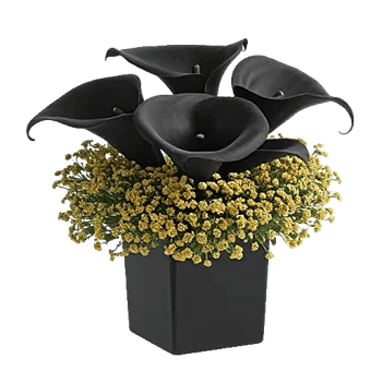 Elegant Calla Lilies