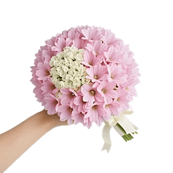 Pink Pastel Roses