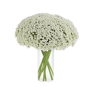 Ivory Blossom Radiance