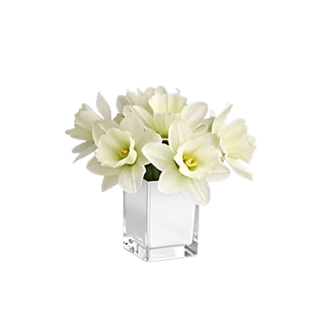 Opal Orchid Delight