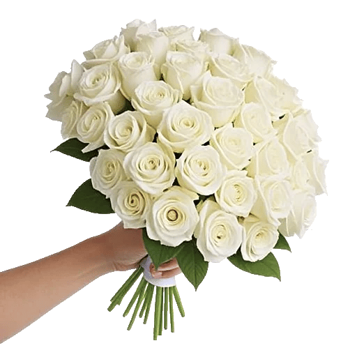 Blushing Rose Symphony