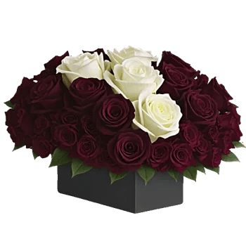 Radiant Rose Symphony