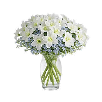 Ivory Blossom Radiance