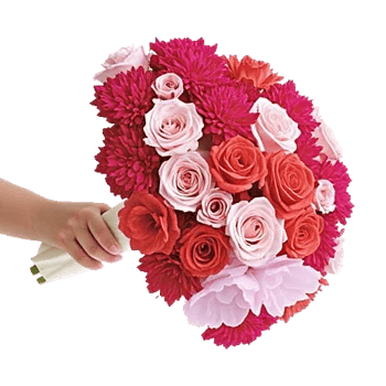 Pastel Pink Roses