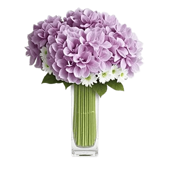 Ivory Blossom Radiance