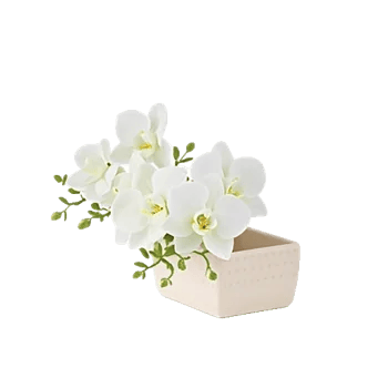 Modern White Orchids