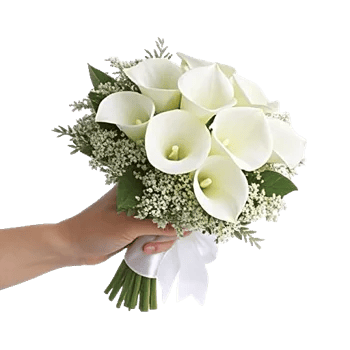 Elegant Calla Lilies