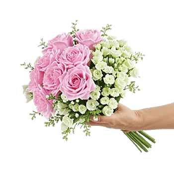 Pastel Pink Roses
