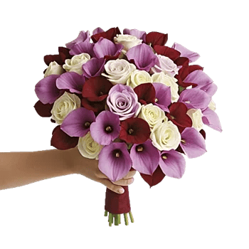 Elegant Calla Lilies