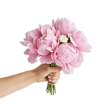 Peony Petal Harmony