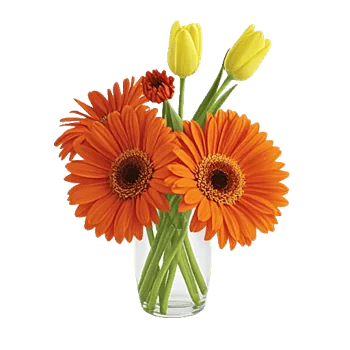 Petal Radiance Bliss