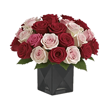 Radiant Rose Symphony