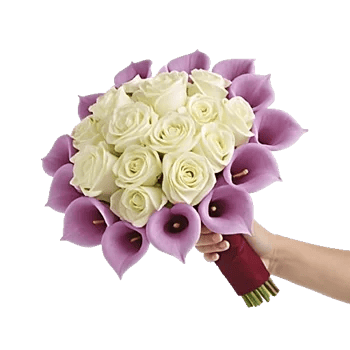 Elegant Calla Lilies