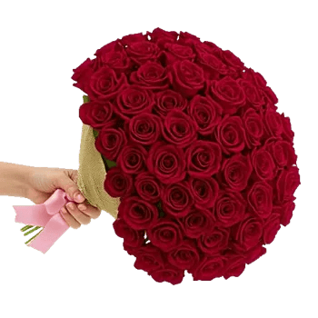 Crimson Rose Elegance