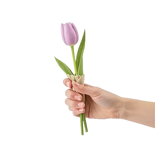 Velvet Tulip Display