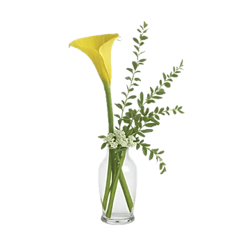 Elegant Calla Lilies