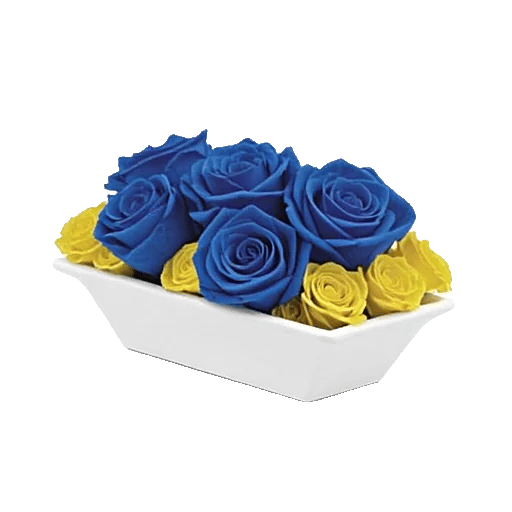 Elegant Blue Roses