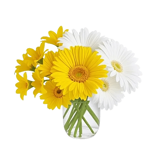 Petal Radiance Bliss