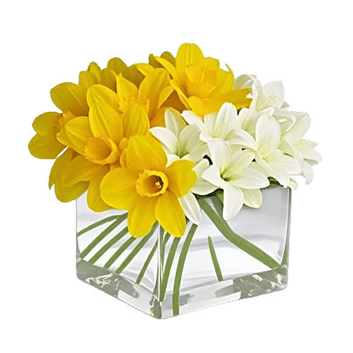 Ivory Blossom Radiance