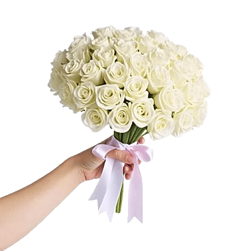 Pastel Pink Roses